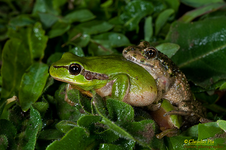Pelodytes punctatus, Pelodite punteggiato, Common Parsley Frog, Sapillo moteado común